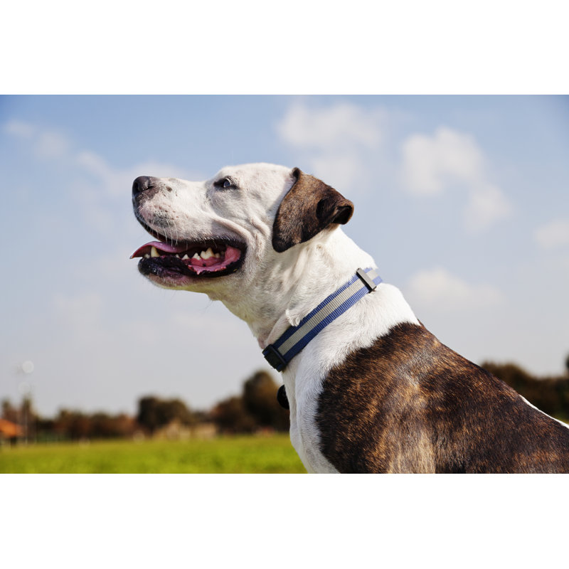 Happy Pitbull - Wrapped Canvas Print, 30cm H x 46cm W x 3.8cm D