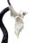 Real Kudu Skull, Medium Size