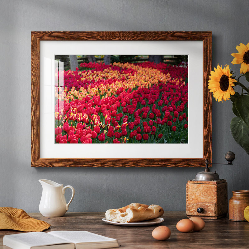 Champ de tulipes II, Érable, H 22 po x l 32 po x P 1,5 po