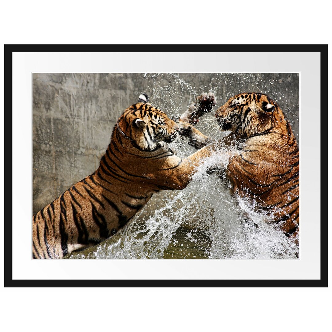 Gerahmtes Poster Kämpfende Tiger im Wasser