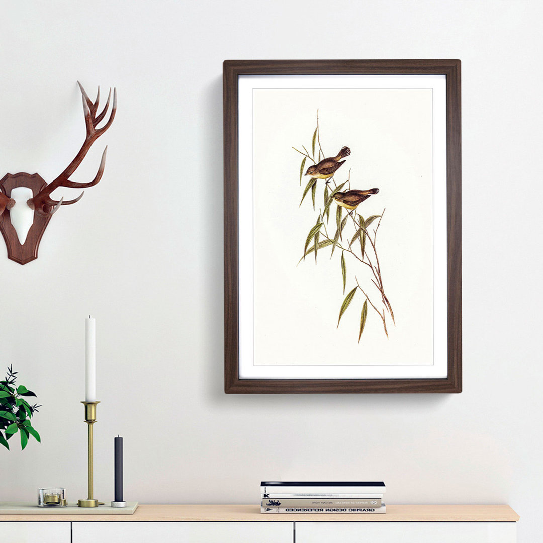Short-Billed Tree Tit by Elizabeth Gould - Picture Frame Painting Print