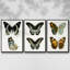 Ensemble de 3 papillons bleus antiques I encadrés sur toile-97759566-97759570