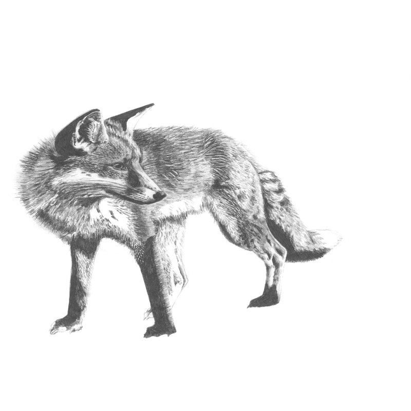 Instantané de la faune: Renard, H 8 po x l 12 po