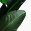 108 plantes
