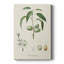 Amande antique botanique I - galerie sur mesure-1141739941