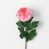 Rose est en rupture de stock