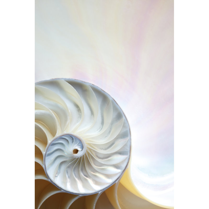 Nautilus Shell by DNY59 - No Frame Print on Canvas, 122cm H x 81cm W