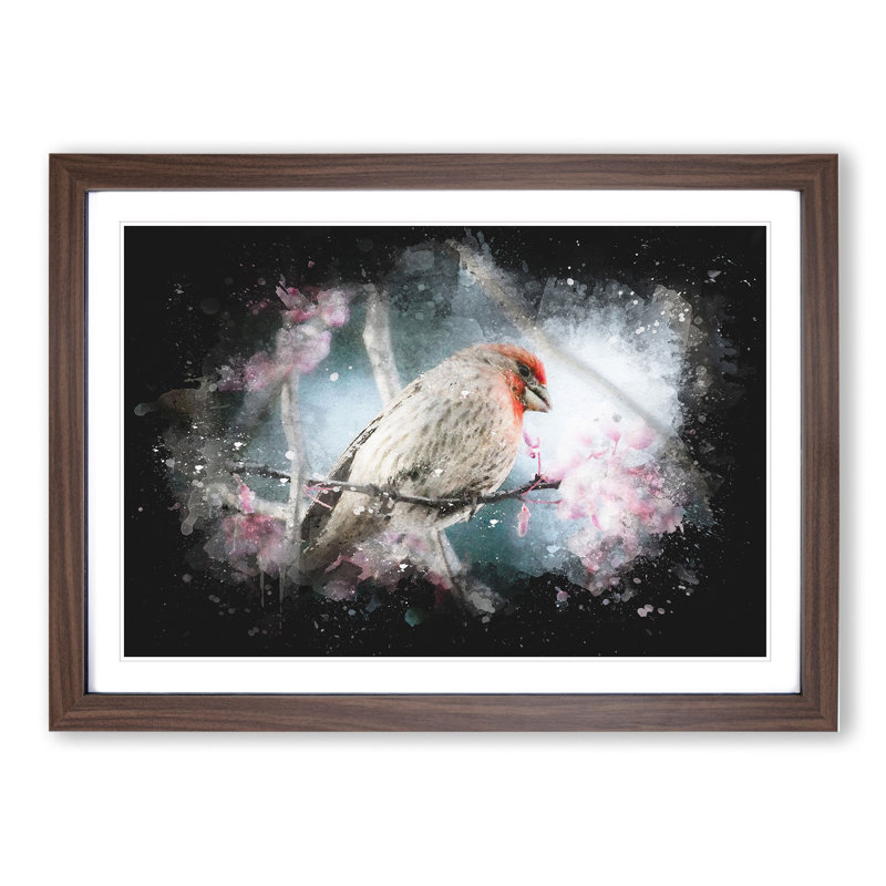 A House Finch Bird Paint Splash - Picture Frame Graphic Art, 27cm H x 36cm W x 2cm D, Walnut