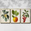 Garden Gems I, ensemble de 3 pièces encadrées sur toile-606194155-606194157