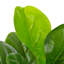 Faux Fiddle Plant in Pot-550999350