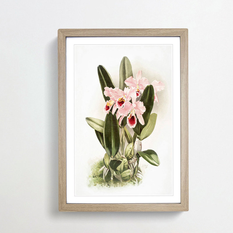 Magnolia Flowers Illustration Tab. 2 by Frederick Sander - Picture Frame Painting Print, 91cm H x 60cm W x 2cm D, Oak