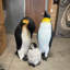 Statue de bébé pingouin