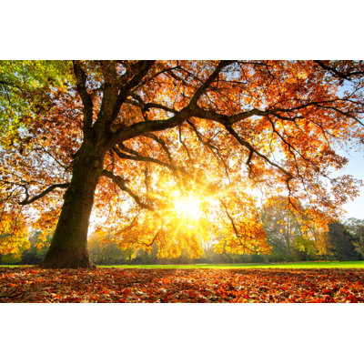 Majestic Oak Tree At Autumn Sunset