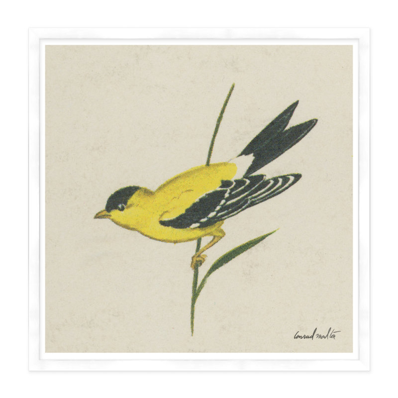 Moulton Collection " Goldfinch ", White