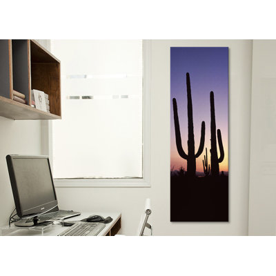 " Saguaro National Park, Tucson, Pima County, Arizona "
