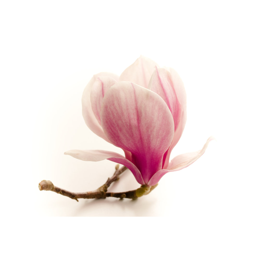 Magnolienblüte von Esolla - Druck auf Leinwand ohne Rahmen