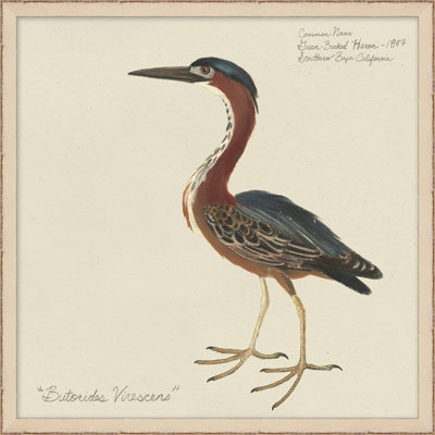 Seabird Collection 6 Painting
