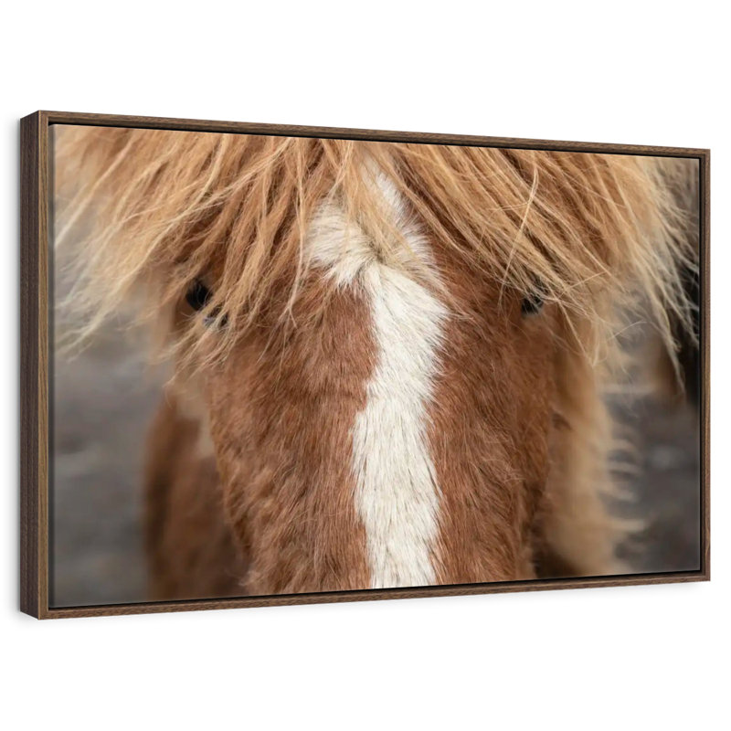 Gros plan d'un cheval Islandais, 43 po x 29 po, Cadre flottant noyer