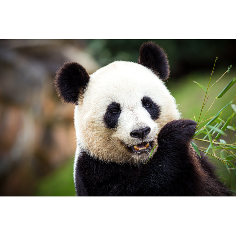 Giant Panda by Gui00878, 8" H x 12" W