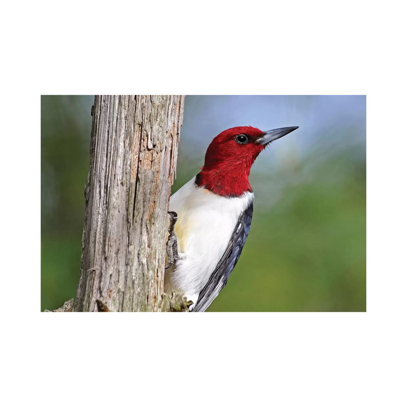 Red Headed Woodpecker by Brian Wolf - Wrapped Canvas Print, 66.04 cm H x 45.72 cm W x 3.175 cm D
