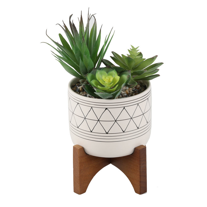 Cactus succulent en pot, Blanc / noir