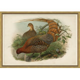 Pheasants From Gould's Birds Of Australia 6 Giclee Print by John Gould
