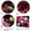 Majestic Pink Dahlia III - Floral Canvas Prints-1147499264-1147499271