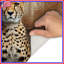 Tapis de bain guépard sur fond texturé-83966913