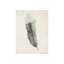 Charcoal Feathers II Print by Beverly Fuller-26941268-26941262