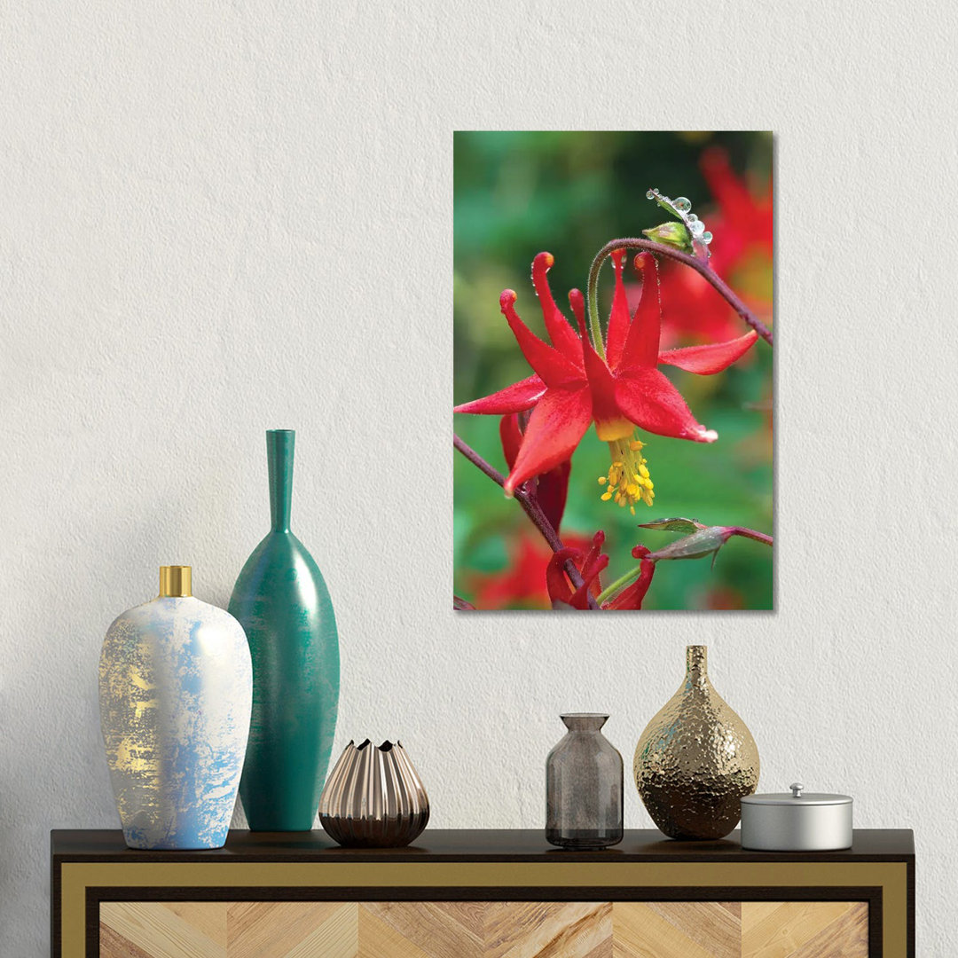 Wild Columbine With Drops Of Dew, North America by Tim Fitzharris - Wrapped Canvas Gallery-Wrapped Canvas Giclée