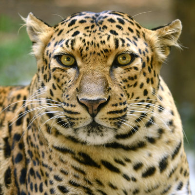 Leopard Looking by Dangdumrong - Wrapped Canvas Print