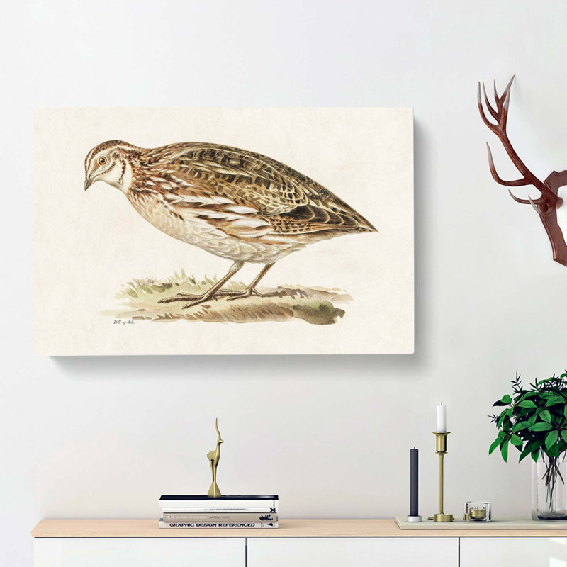 Common Quail by Von Wright - Wrapped Canvas, 40cm H x 60cm W x 3cm D
