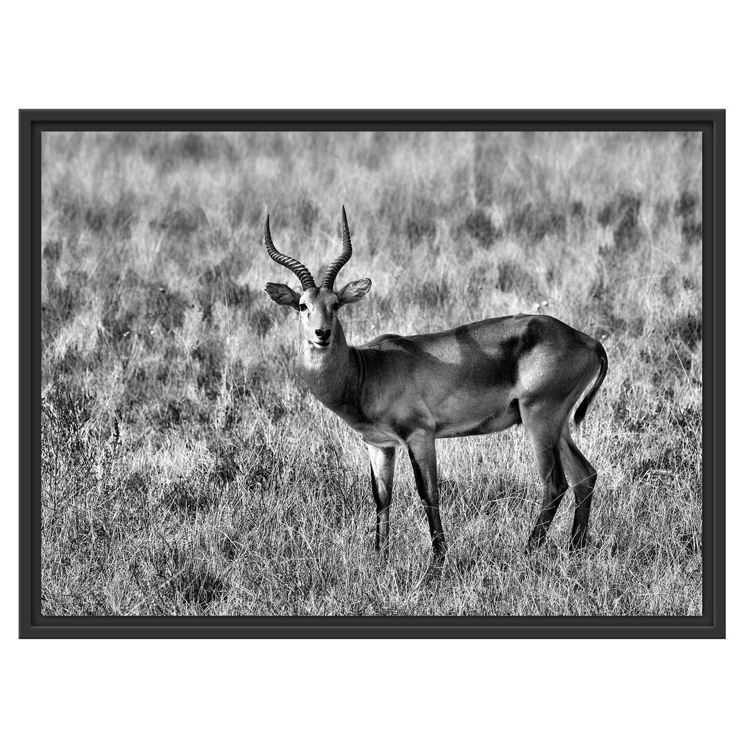 Gerahmtes Wandbild Dorkasgazelletrockenen Gras