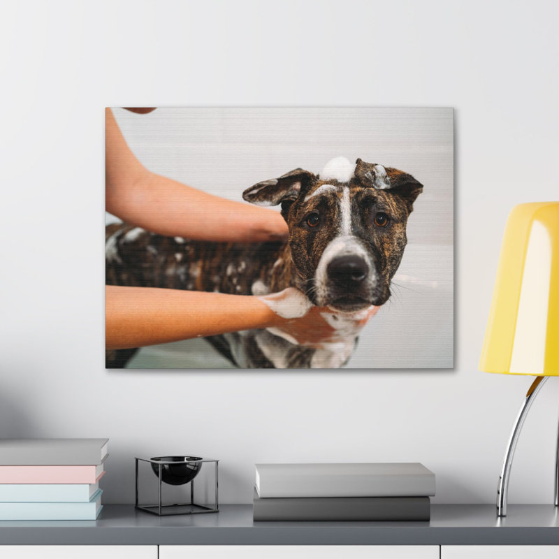 Cute American Staffordshire Terrier Bathee Canvas Wall Art, 12" H x 18" W