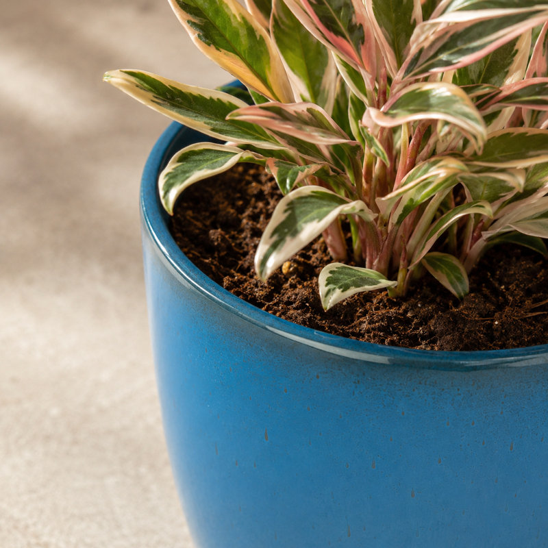 Pot à fleurs rond moderne en résine tacheté avec soucoupe et écran de drainage, H 11,02 po x l 9,84 po x P 9,84 po, Bleu, 1