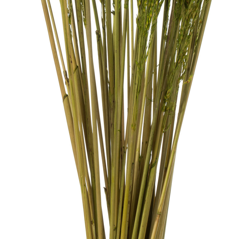 Congo Grass, Green