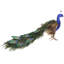 Royalty Peacock-1908279620