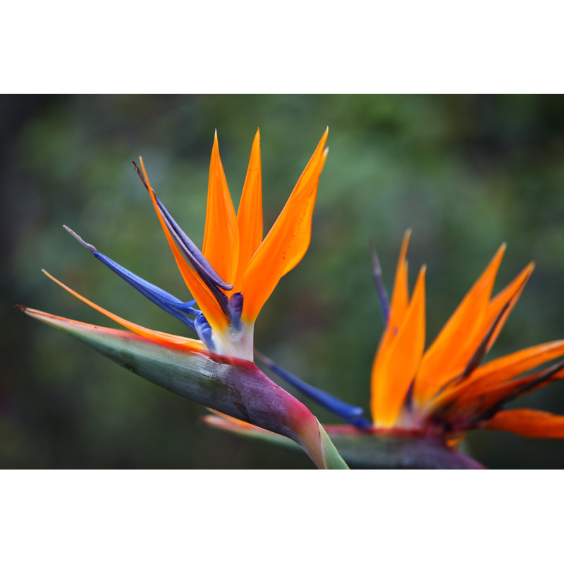 Bird Of Paradise Flower - Wrapped Canvas Print, 81cm H x 122cm W x 3.8cm D