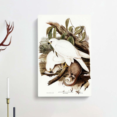 White Goshawks by Elizabeth Gould - Wrapped Canvas
