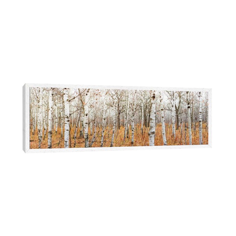 Birch Grove Panoramic 1 Piece Panoramic Wall Art on Canvas, 121.92 cm H x 40.64 cm W, White Framed