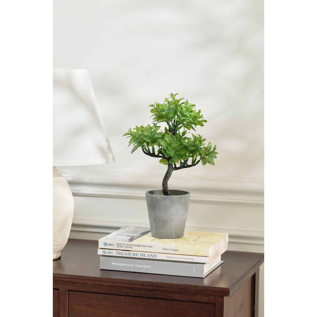 Small Leave Topiary In Pot Primrue