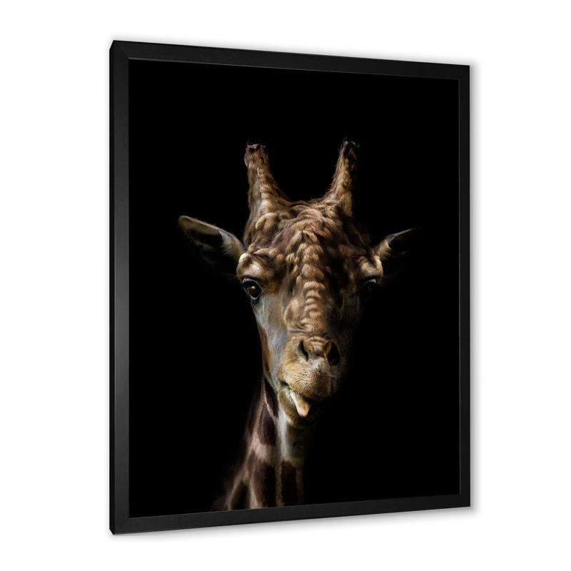 " Close Up Giraffe On Black ", Black Picture Framed Canvas, 20" H x 12" W