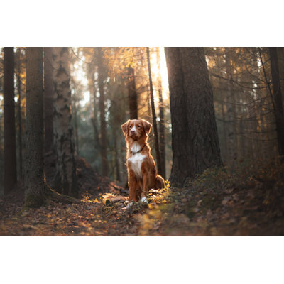 Nova Scotia Duck Tolling Retriever by Anna-av - Wrapped Canvas Print