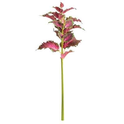22-Inch Coleus Stem