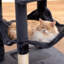 Grand condo 64 "pour chat-848029378-827456026