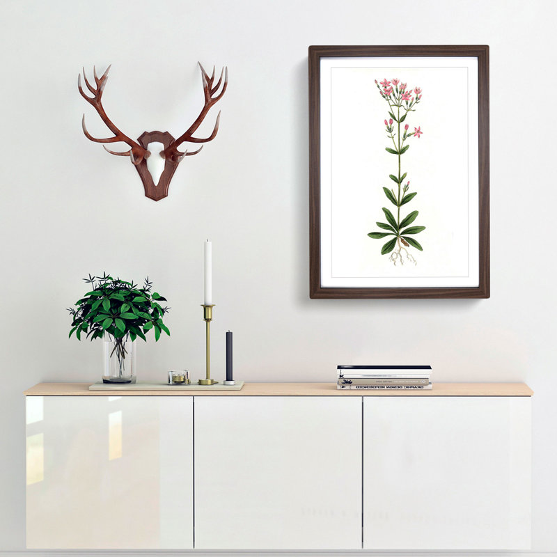 European Centaury Flowers Illustration - Picture Frame Painting Print, 36cm H x 27cm W x 2cm D, Walnut Framed