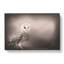 Light Upon The Barn Owl - Wrapped Canvas-55365594