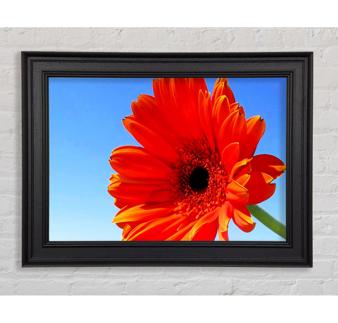 Orange Gerbera Skies Gerahmter Druck