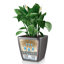 Quadro Premium Pot Planter-16493061-16493069