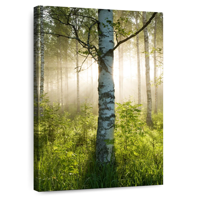 Harnek Sunlit Birch Tree, 36" H x 24" W